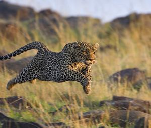 Preview wallpaper leopard, grass, run, jump, shoot