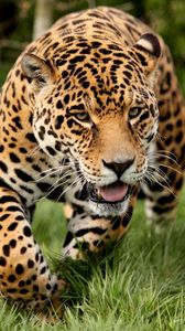 Preview wallpaper leopard, grass, run, big cat