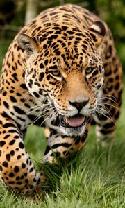 Preview wallpaper leopard, grass, run, big cat