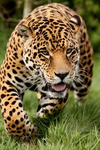 Preview wallpaper leopard, grass, run, big cat