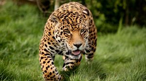 Preview wallpaper leopard, grass, run, big cat