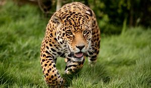 Preview wallpaper leopard, grass, run, big cat