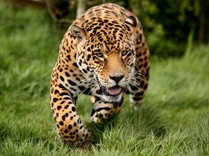 Preview wallpaper leopard, grass, run, big cat