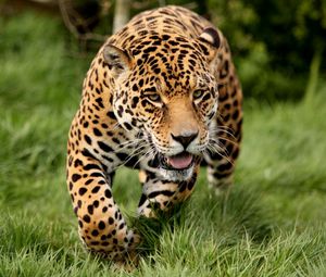 Preview wallpaper leopard, grass, run, big cat