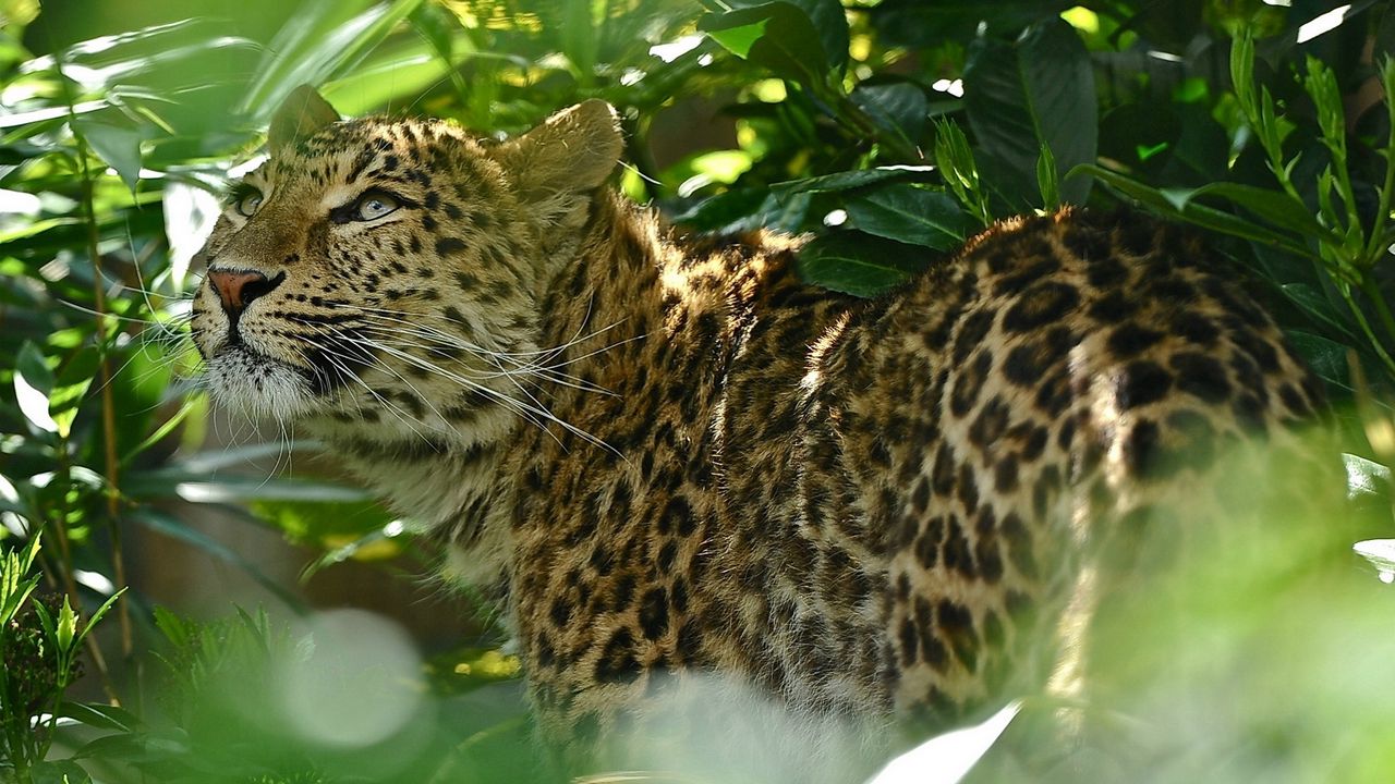 Wallpaper leopard, grass, spotted, predator, big cat