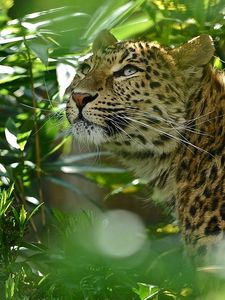 Preview wallpaper leopard, grass, spotted, predator, big cat