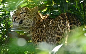 Preview wallpaper leopard, grass, spotted, predator, big cat