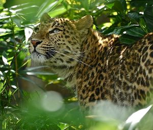 Preview wallpaper leopard, grass, spotted, predator, big cat