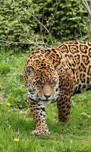 Preview wallpaper leopard, grass, walk