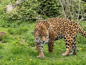 Preview wallpaper leopard, grass, walk