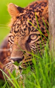 Preview wallpaper leopard, grass, wood, hide, lie, face