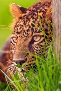 Preview wallpaper leopard, grass, wood, hide, lie, face
