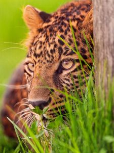 Preview wallpaper leopard, grass, wood, hide, lie, face