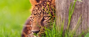 Preview wallpaper leopard, grass, wood, hide, lie, face