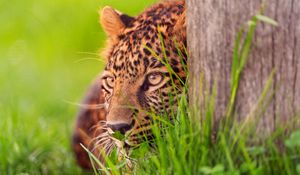 Preview wallpaper leopard, grass, wood, hide, lie, face