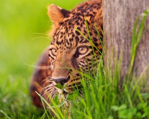 Preview wallpaper leopard, grass, wood, hide, lie, face