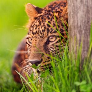 Preview wallpaper leopard, grass, wood, hide, lie, face