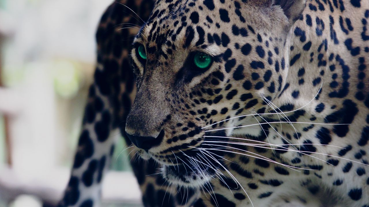 Wallpaper leopard, green-eyed, muzzle, predator, look