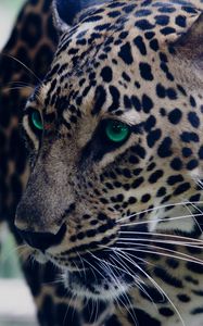 Preview wallpaper leopard, green-eyed, muzzle, predator, look