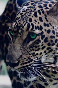 Preview wallpaper leopard, green-eyed, muzzle, predator, look