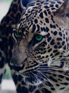 Preview wallpaper leopard, green-eyed, muzzle, predator, look