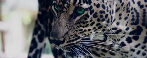 Preview wallpaper leopard, green-eyed, muzzle, predator, look