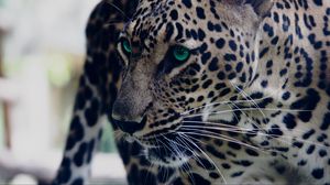 Preview wallpaper leopard, green-eyed, muzzle, predator, look