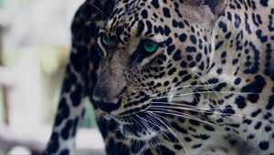 Preview wallpaper leopard, green-eyed, muzzle, predator, look