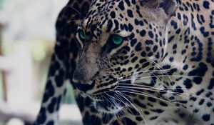 Preview wallpaper leopard, green-eyed, muzzle, predator, look