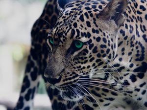 Preview wallpaper leopard, green-eyed, muzzle, predator, look