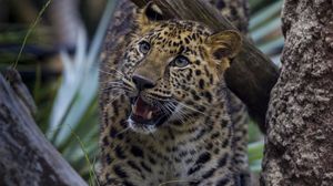 Preview wallpaper leopard, grin, big cat, carnivore, aggression