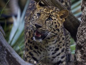 Preview wallpaper leopard, grin, big cat, carnivore, aggression