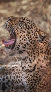 Preview wallpaper leopard, grin, predator, muzzle