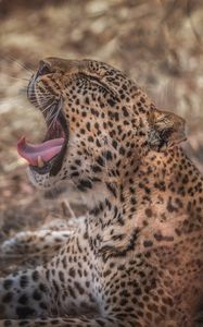 Preview wallpaper leopard, grin, predator, muzzle