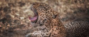 Preview wallpaper leopard, grin, predator, muzzle