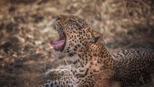 Preview wallpaper leopard, grin, predator, muzzle