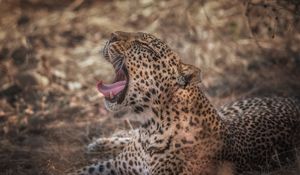 Preview wallpaper leopard, grin, predator, muzzle