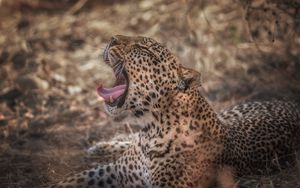 Preview wallpaper leopard, grin, predator, muzzle