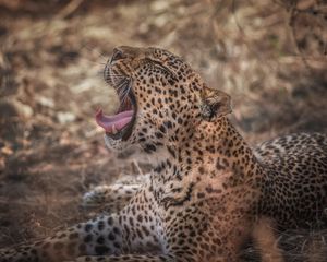 Preview wallpaper leopard, grin, predator, muzzle