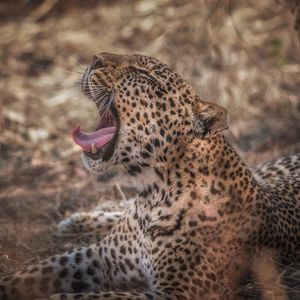 Preview wallpaper leopard, grin, predator, muzzle