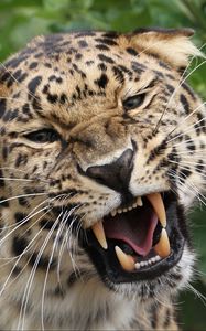 Preview wallpaper leopard, grin, predator, big cat, wildlife