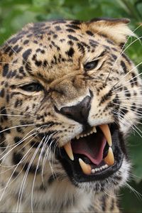 Preview wallpaper leopard, grin, predator, big cat, wildlife