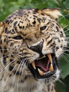 Preview wallpaper leopard, grin, predator, big cat, wildlife