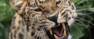 Preview wallpaper leopard, grin, predator, big cat, wildlife