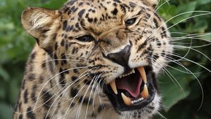 Preview wallpaper leopard, grin, predator, big cat, wildlife