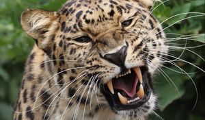 Preview wallpaper leopard, grin, predator, big cat, wildlife