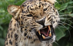 Preview wallpaper leopard, grin, predator, big cat, wildlife