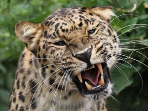 Preview wallpaper leopard, grin, predator, big cat, wildlife