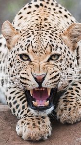 Preview wallpaper leopard, grin, predator, beast, wildlife