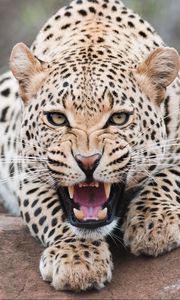 Preview wallpaper leopard, grin, predator, beast, wildlife